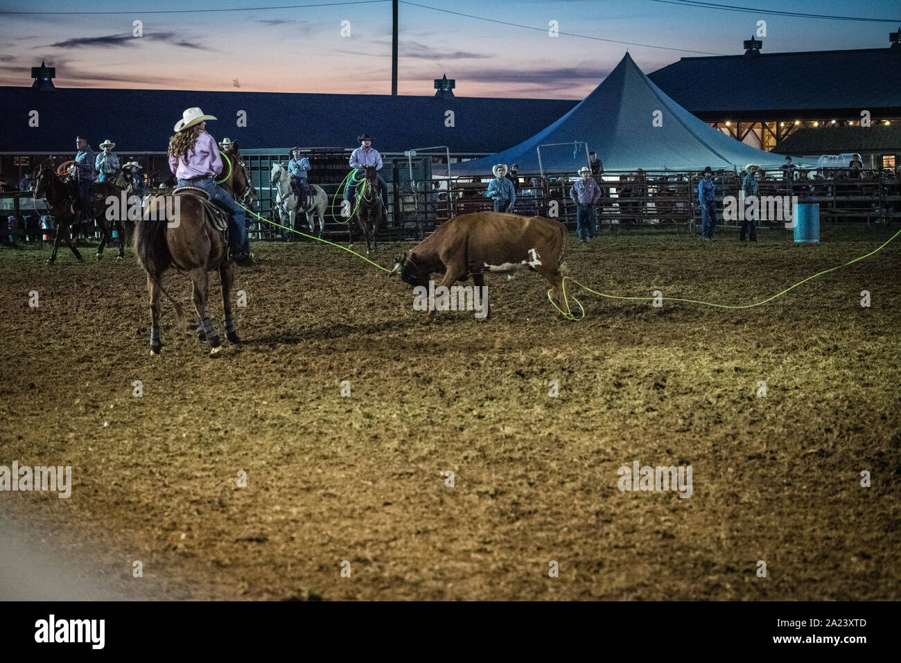 Country fair calf roping contest. Stock Photo