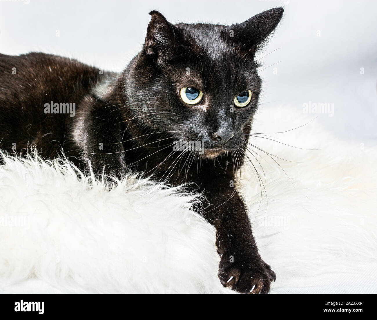 Black Cat With Glossy Hair Lying On White Fur With Light