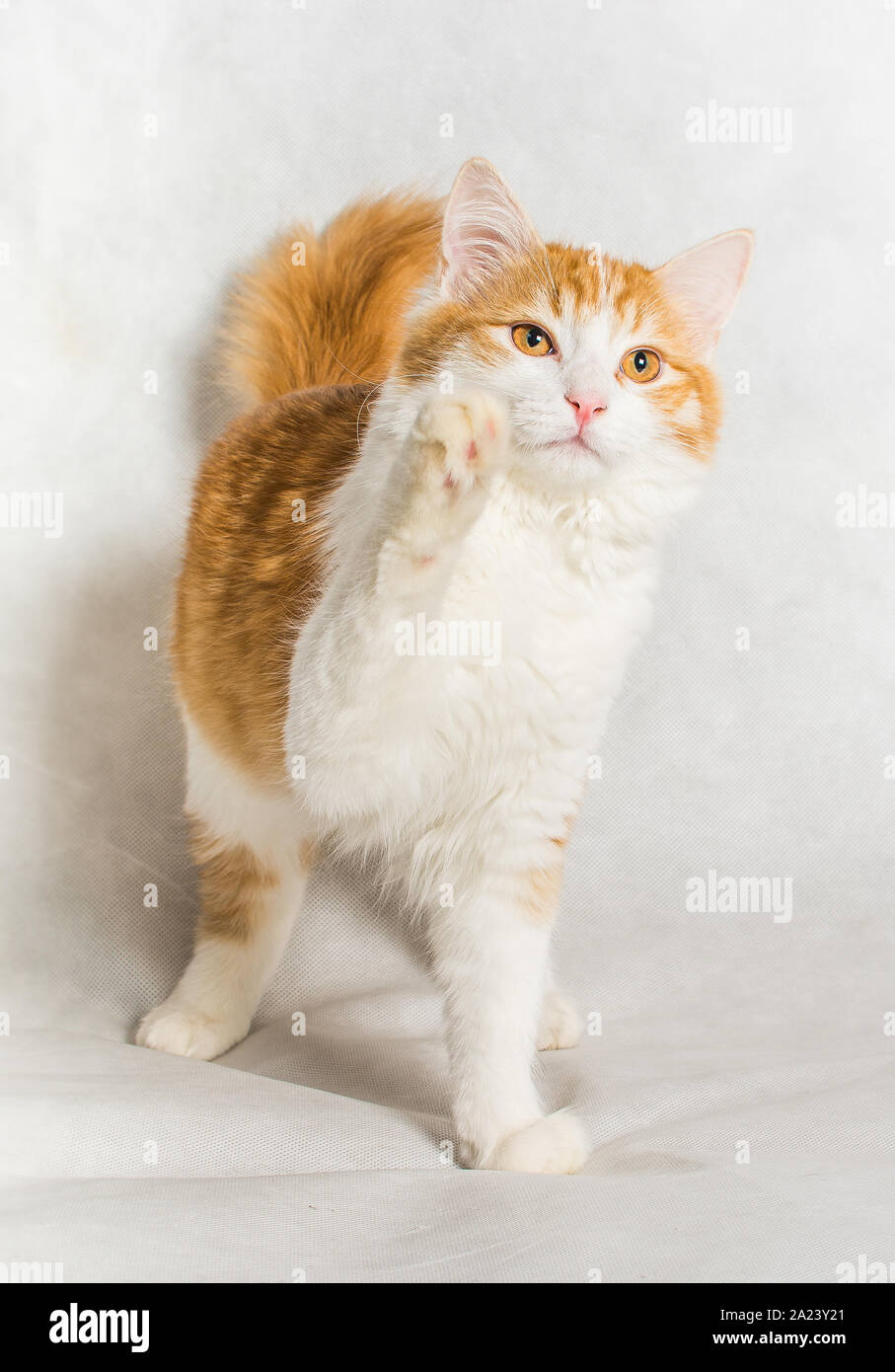 Ginger white long hair cat putting paw up on white background Stock