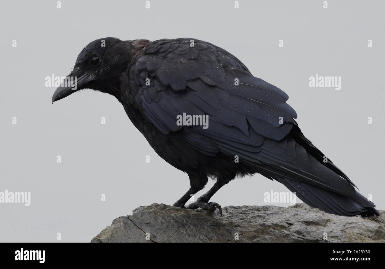 A northwestern crow (Corvus caurinus) checks out the beach for food. Quadra Island, British Columbia, Canada. Stock Photo