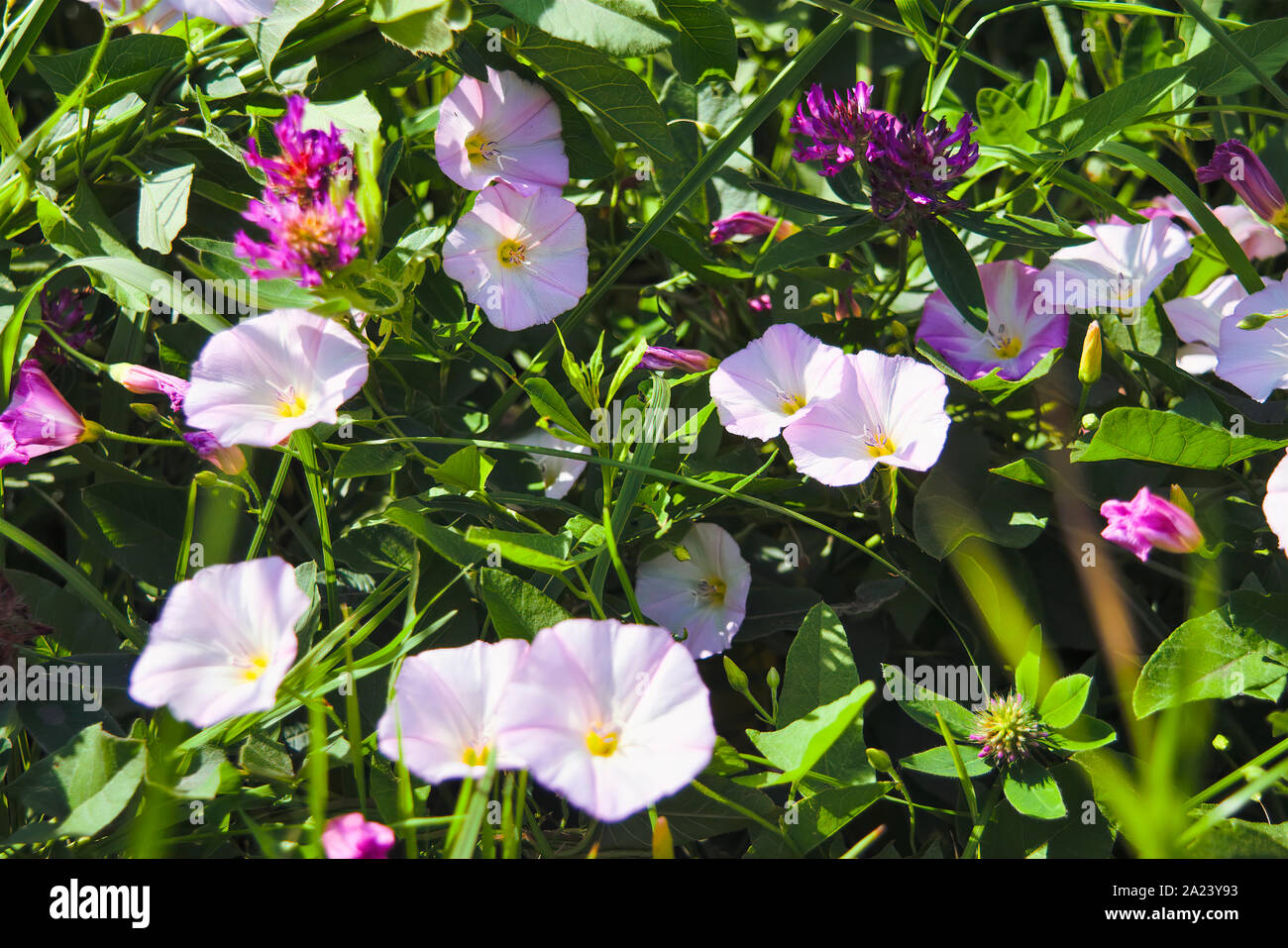 Pink blossoming field bindweed flowers. Field loach, Latin name Convolvulus arvensis to the meadow. Stock Photo