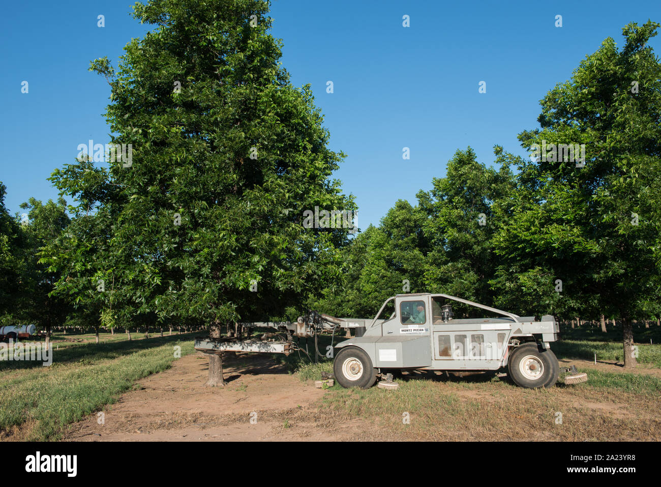 Owner Tim Montz maneuvers a tree-shaking machine that grabs one of his Pecan Shed Farms' 25,000 trees in the company's vast orchard in the farming town of Charlie, on the Red River, northeast of Wichita Falls in Wichita County, Texas Stock Photo