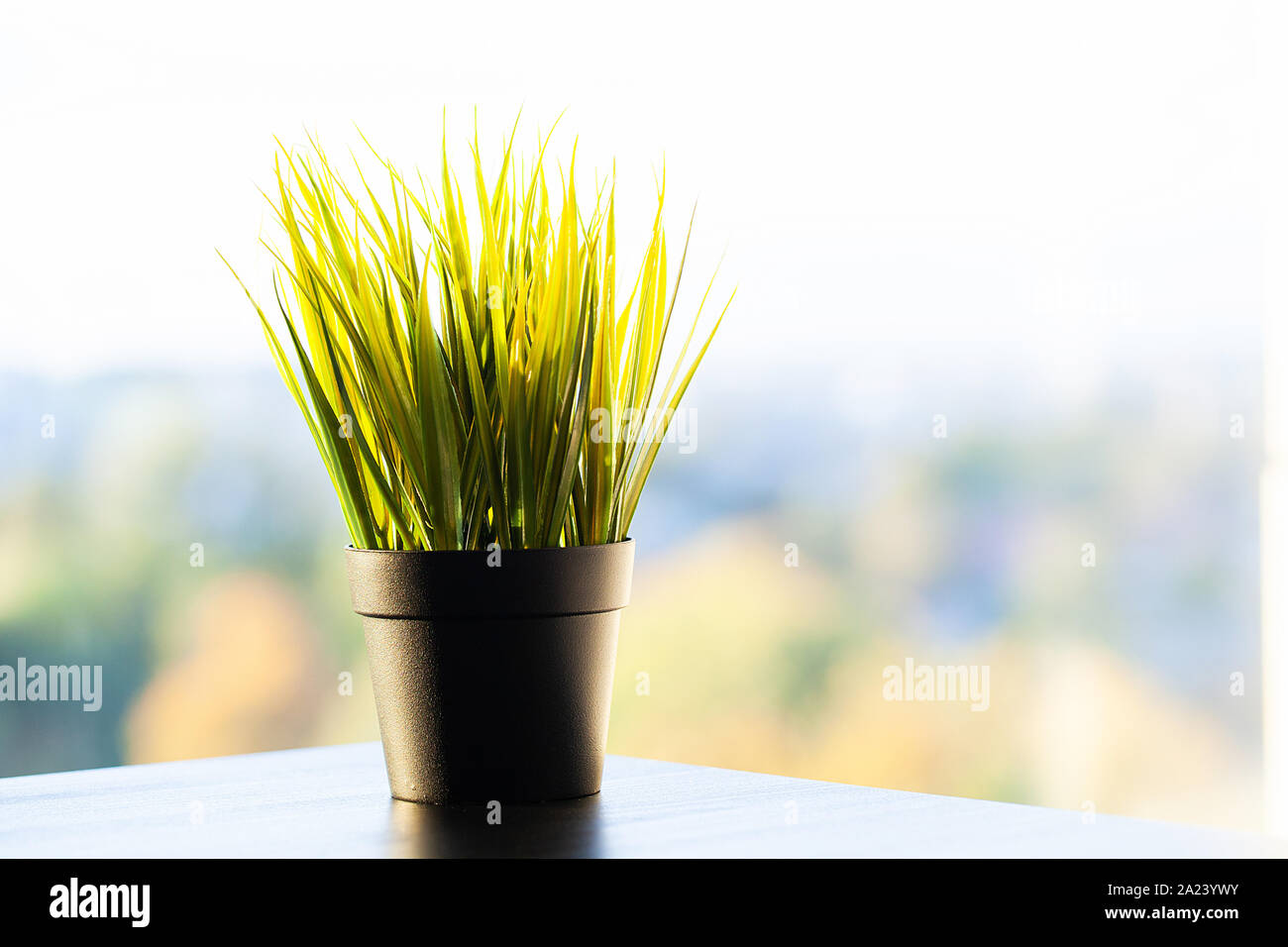 Succulent plant on window ledge in modern bedroom Stock Photo Alamy