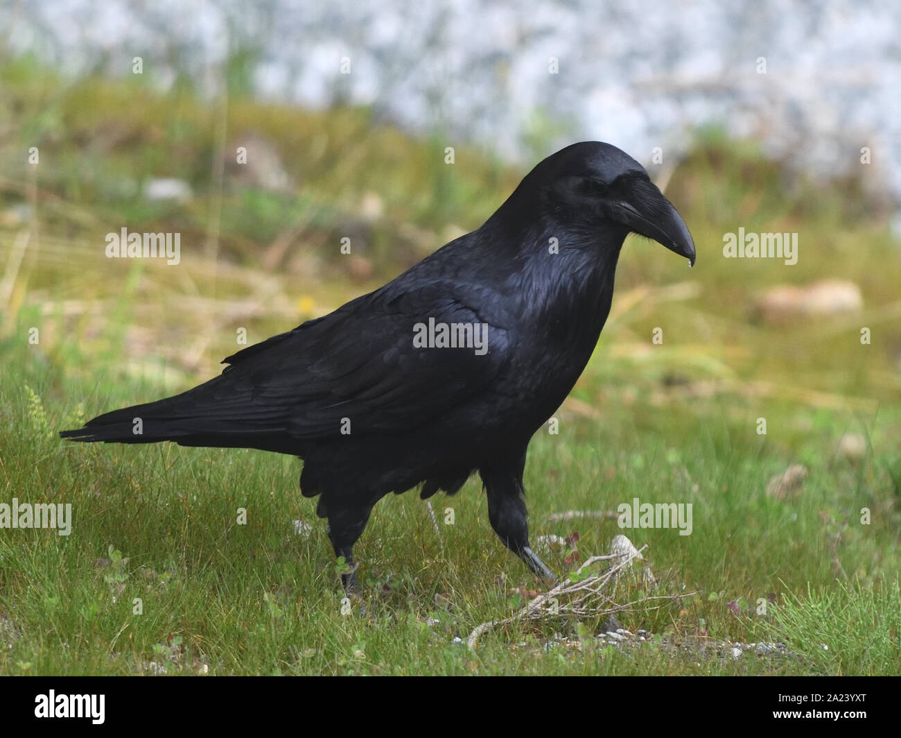 A  northwestern crow (Corvus caurinus) looks for food on a grass lawn. Telegraph Cove, British Columbia, Canada. Stock Photo