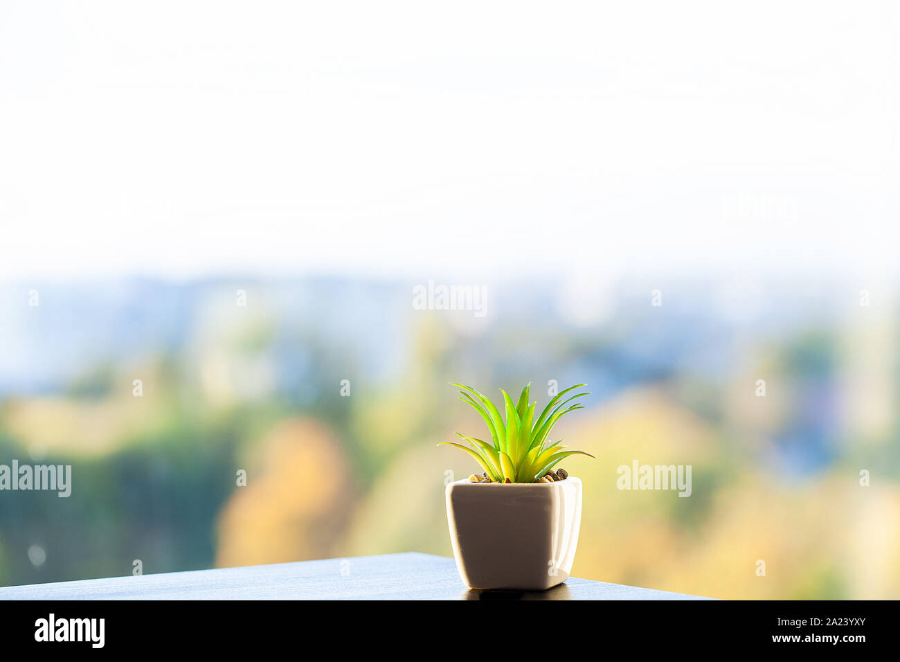 Succulent plant on window ledge in modern bedroom Stock Photo Alamy