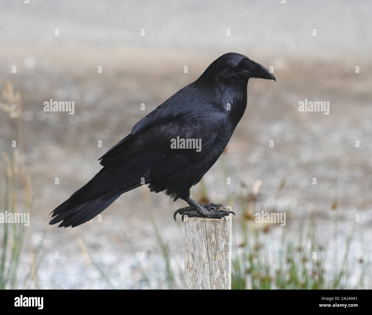 A  northwestern crow (Corvus caurinus) sits on a post. Telegraph Cove, British Columbia, Canada. Stock Photo