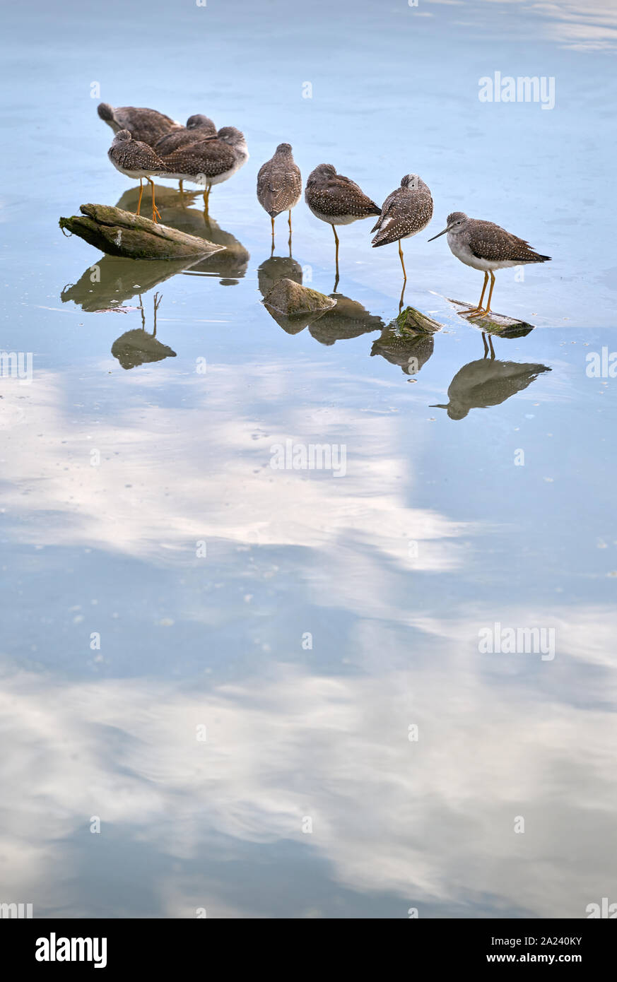 Lesser Yellowlegs on the River. Lesser Yellowleg Sandpipers rest on a floating log. Stock Photo