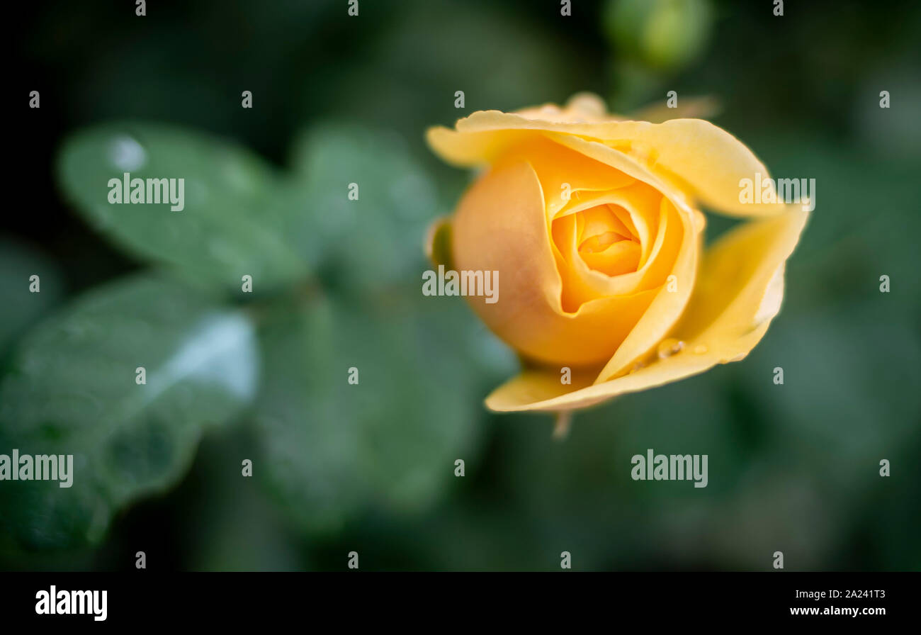 Unopened bloom hi-res stock photography and images - Alamy