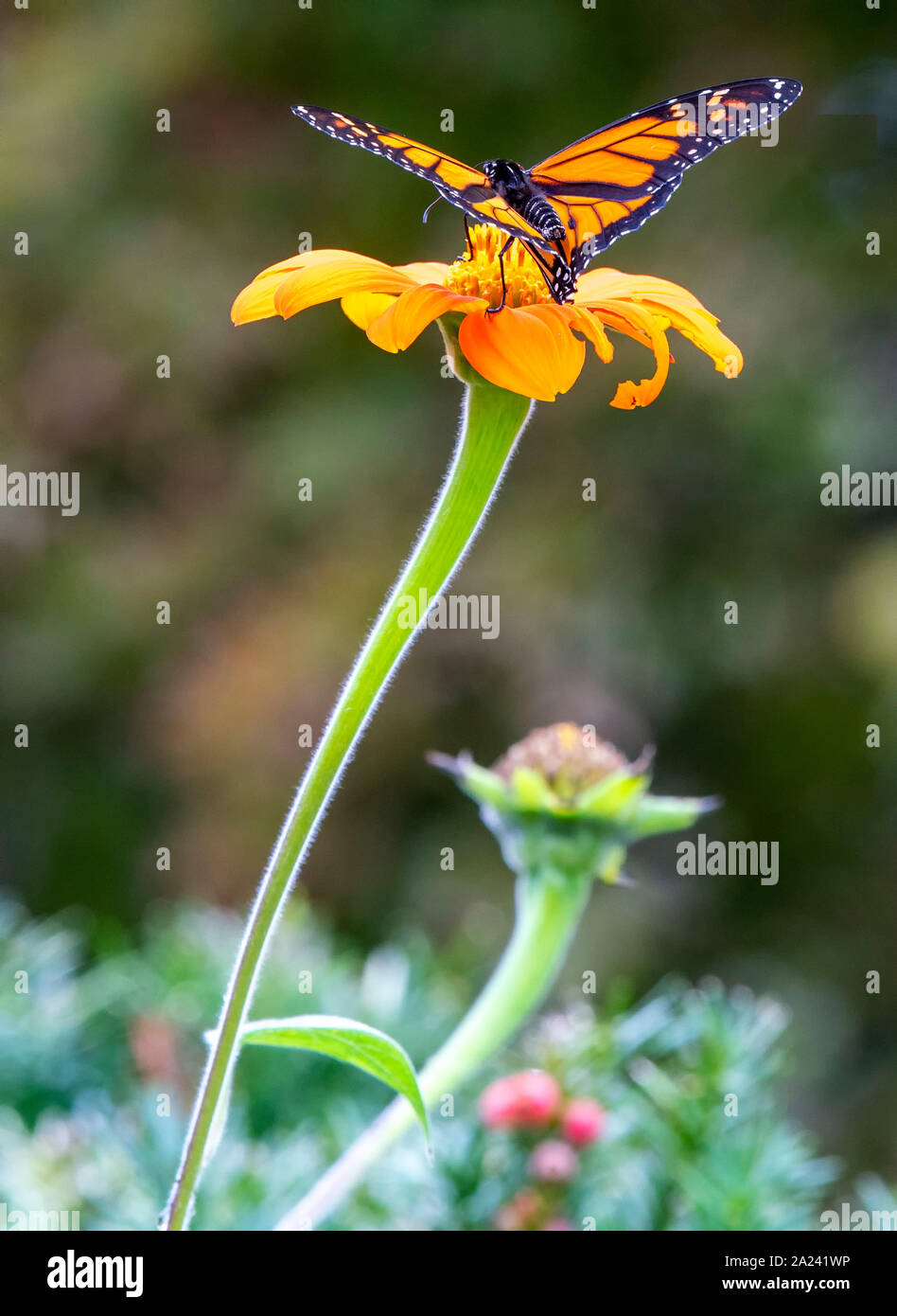 Insect of flower hi-res stock photography and images - Alamy