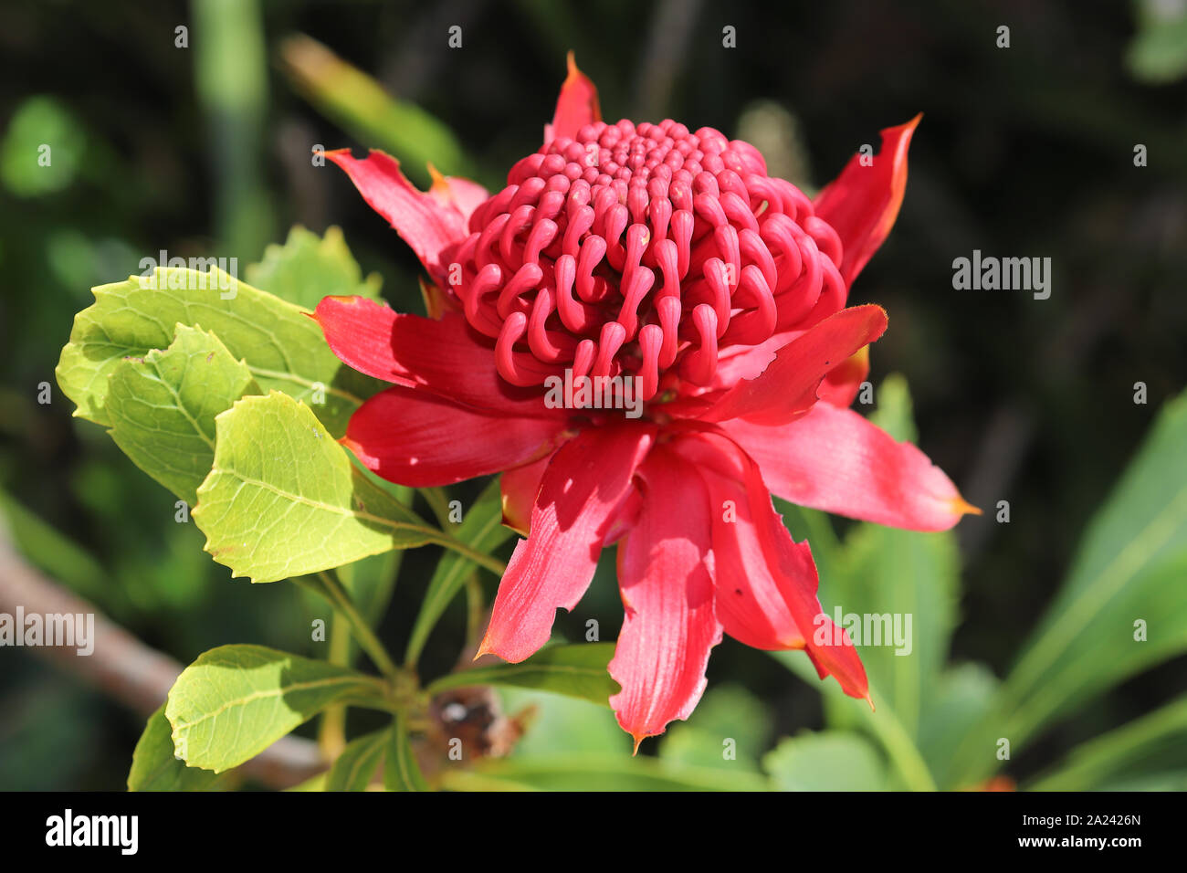Australian Waratah plant in flower Stock Photo Alamy