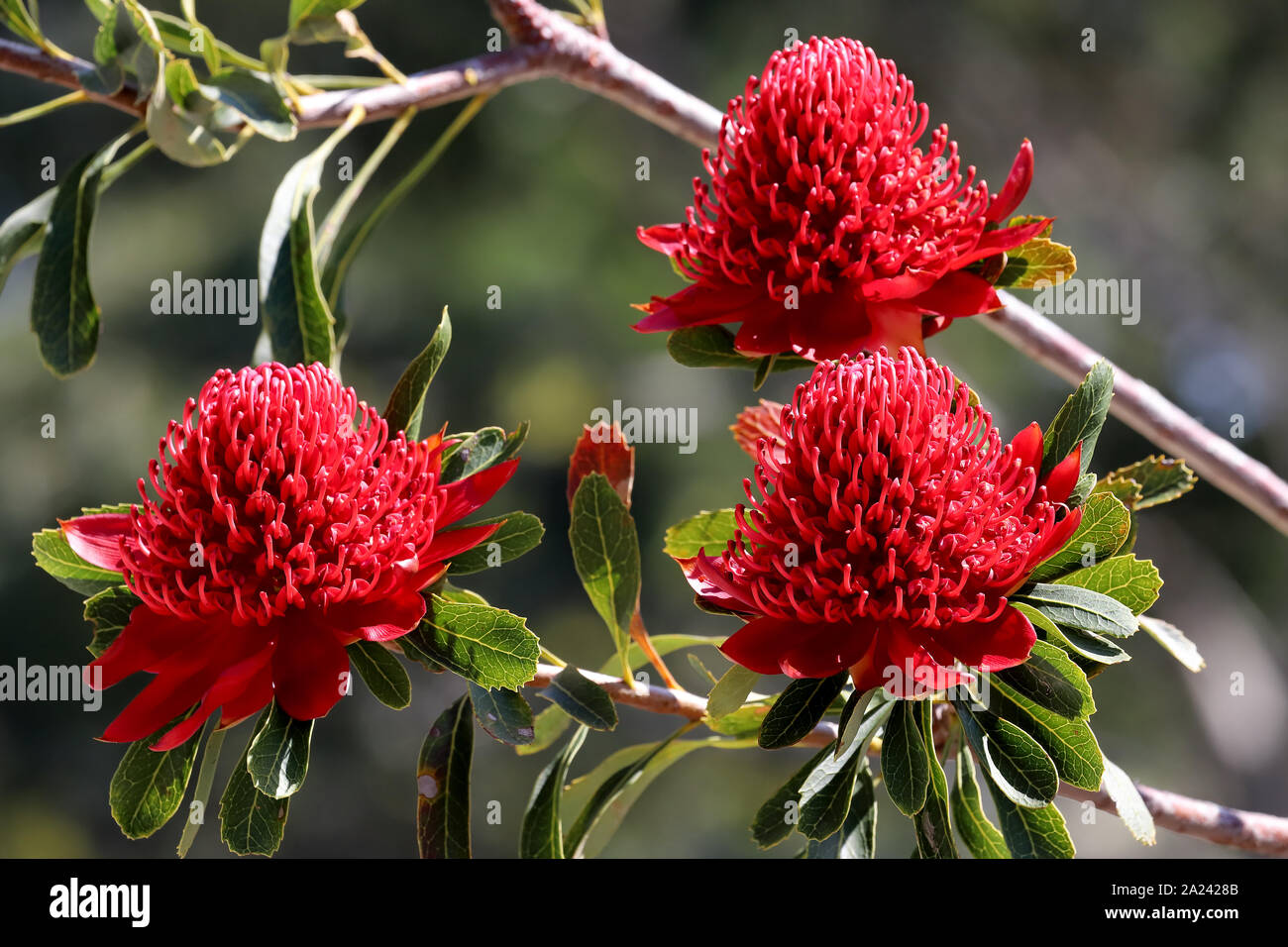 Australian Waratah plant in flower Stock Photo Alamy
