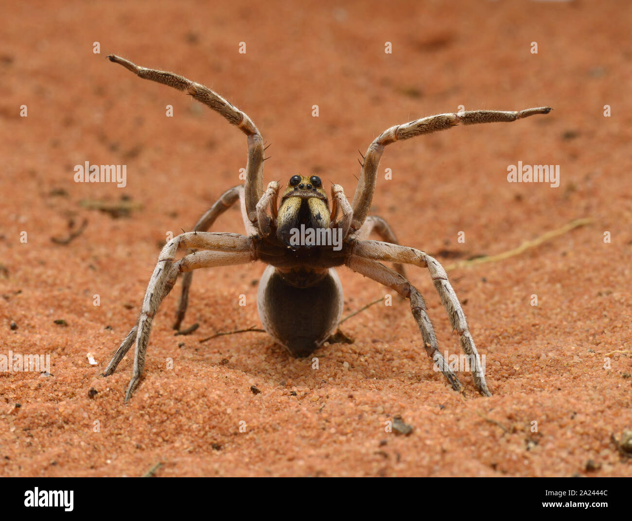 Wolf spider showing aggressive display Stock Photo