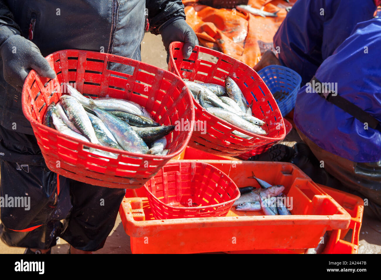 fishermen holding baskets of fresh fish Stock Photo Alamy