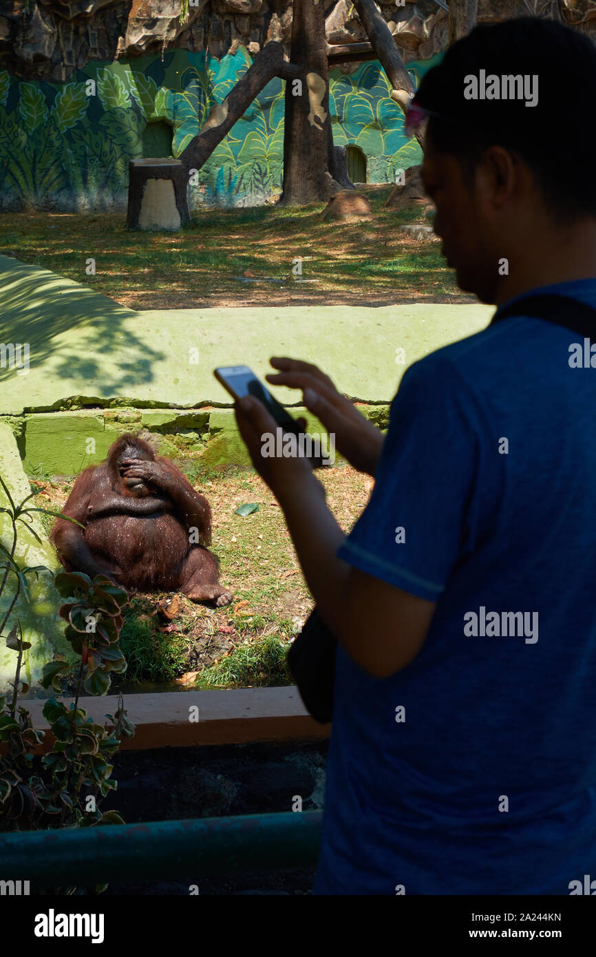 An ape reacts in disbelief in their enclosure while a visitor is busy on their cell phone at the main city zoo in Surabaya, Indonesia. Stock Photo