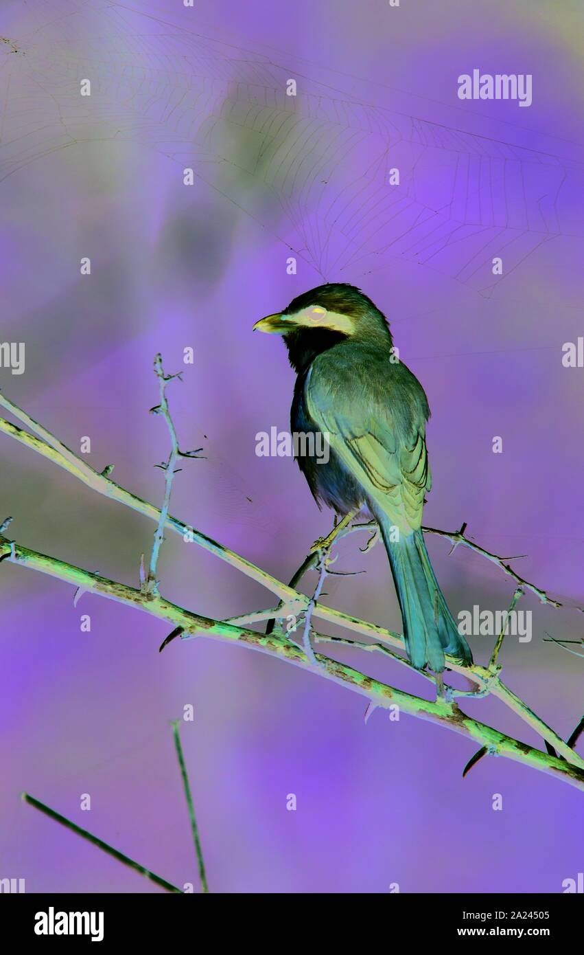 brown shrike (Lanius cristatus) bird perching on a dead banch Stock Photo