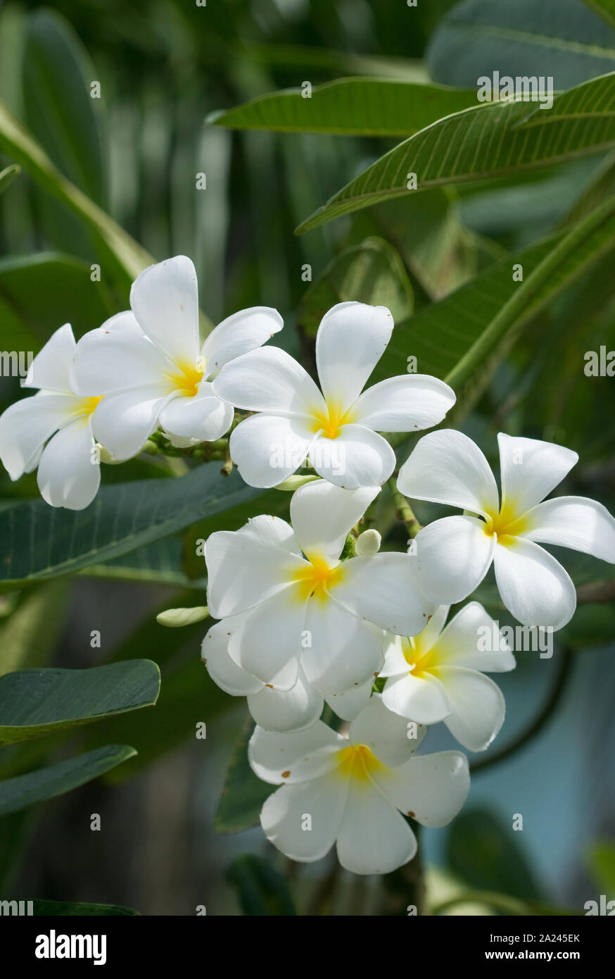 Tropical white flower thailand hi-res stock photography and images - Alamy