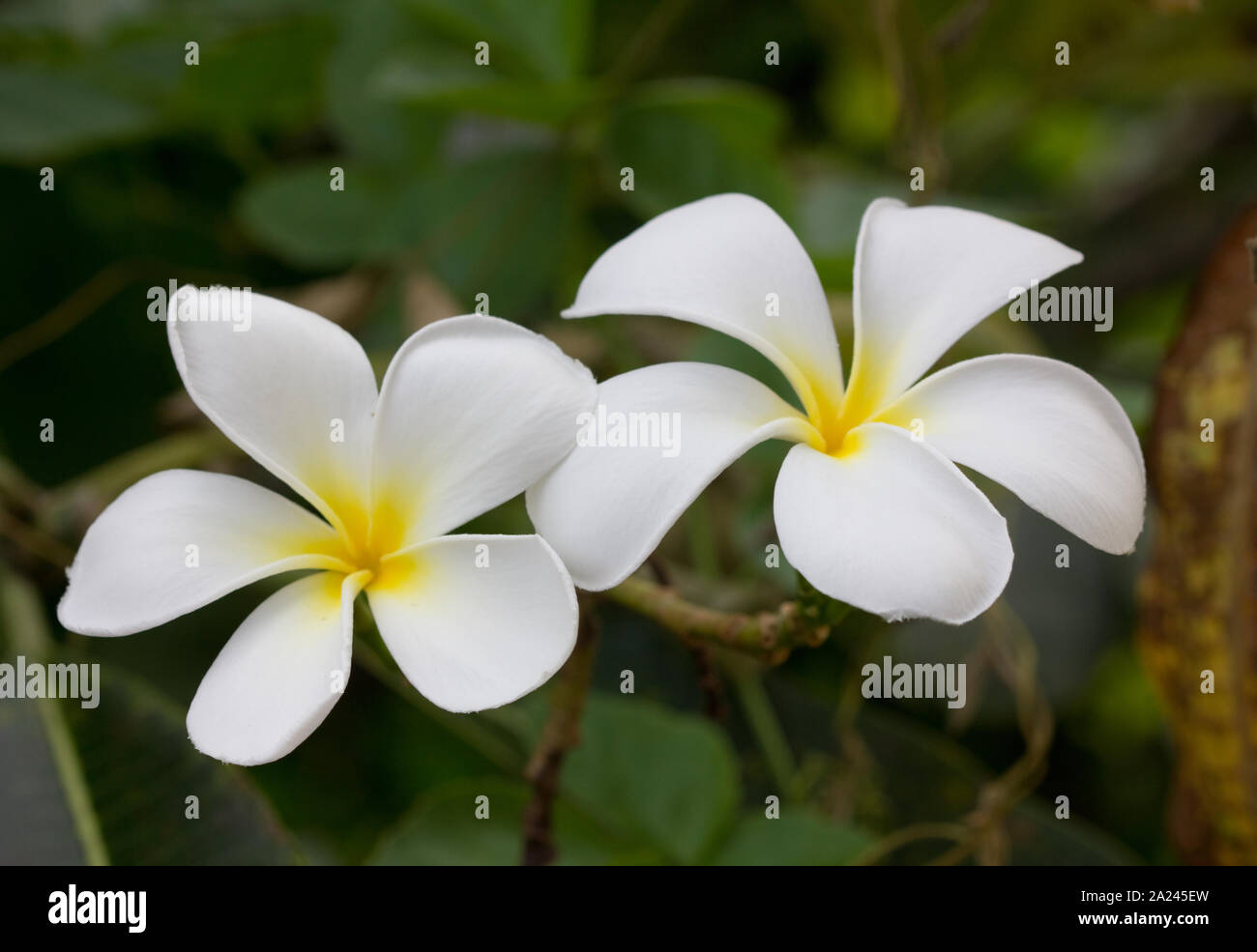 White flower tropical hi-res stock photography and images - Alamy