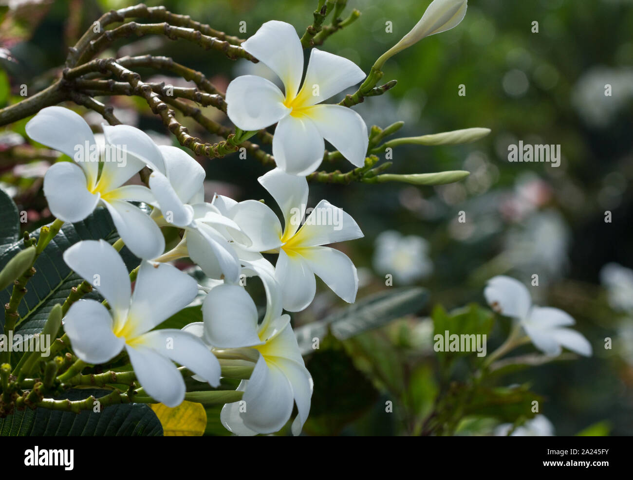 Tropical white flower thailand hi-res stock photography and images - Alamy