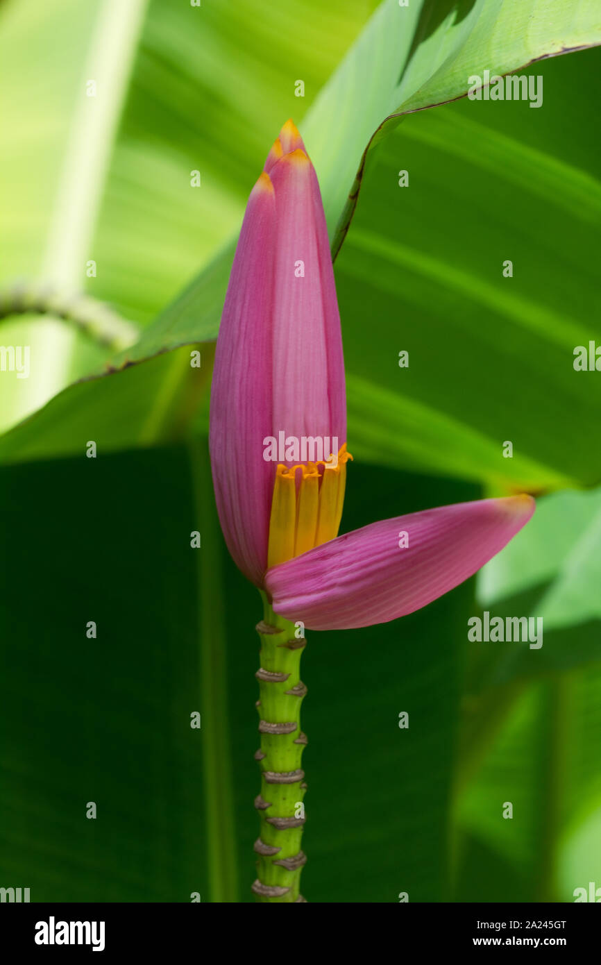 banana flower blossom in between the green leaf Stock Photo