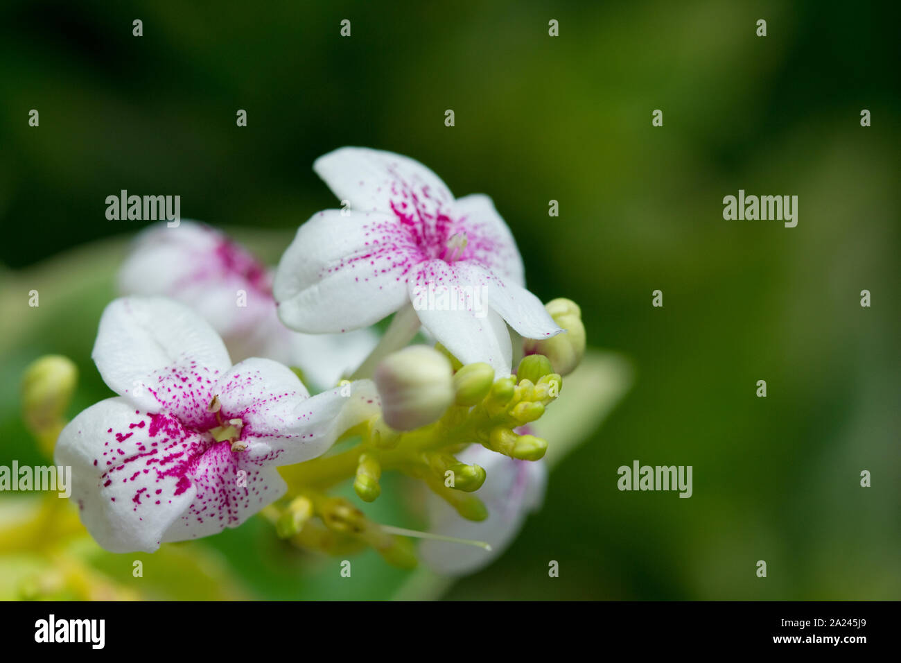 small white wild flower in close up shot Stock Photo - Alamy