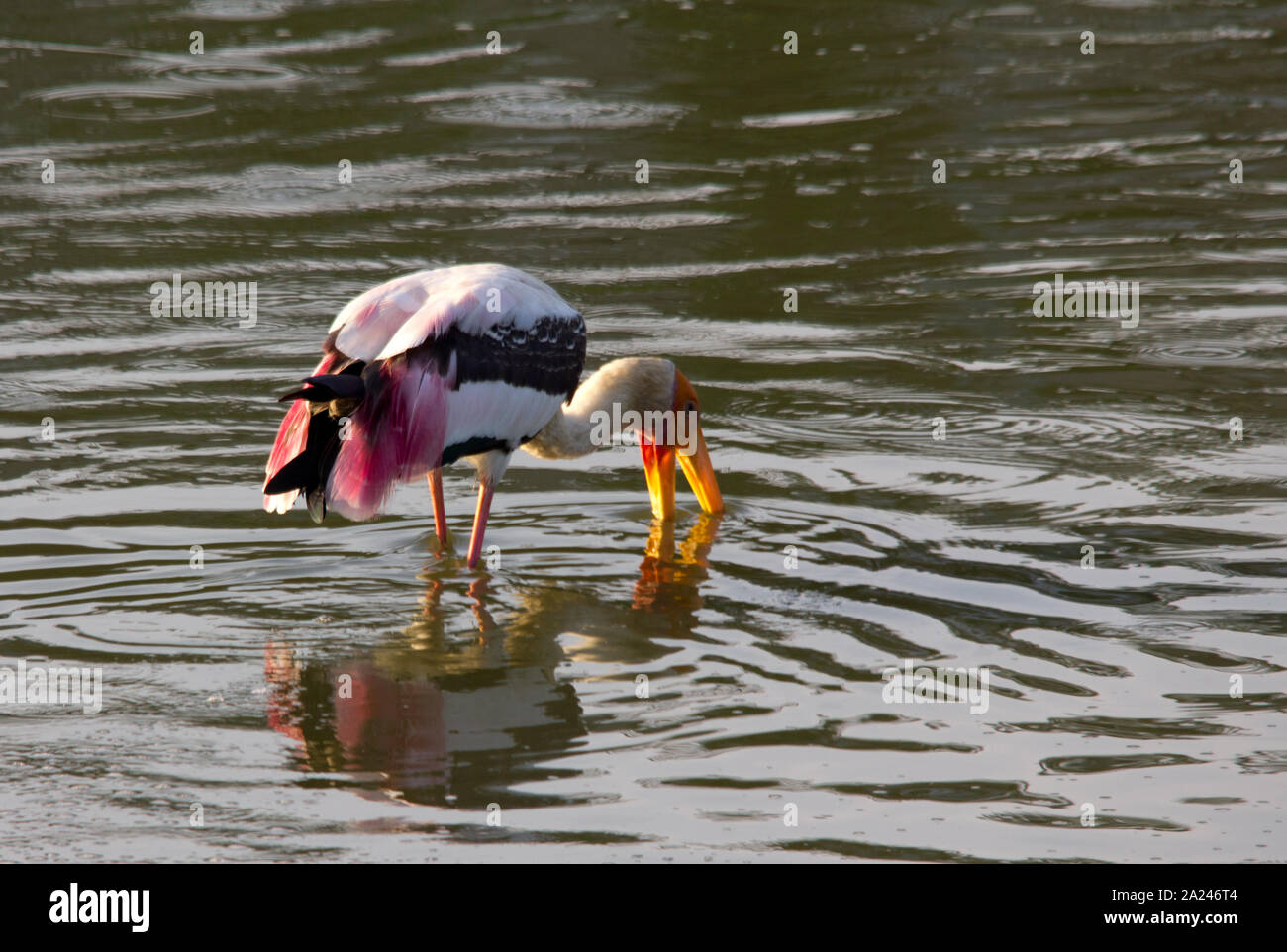 painted storks (Mycteria leucocephala) fishing in a muddy water of a pond Stock Photo