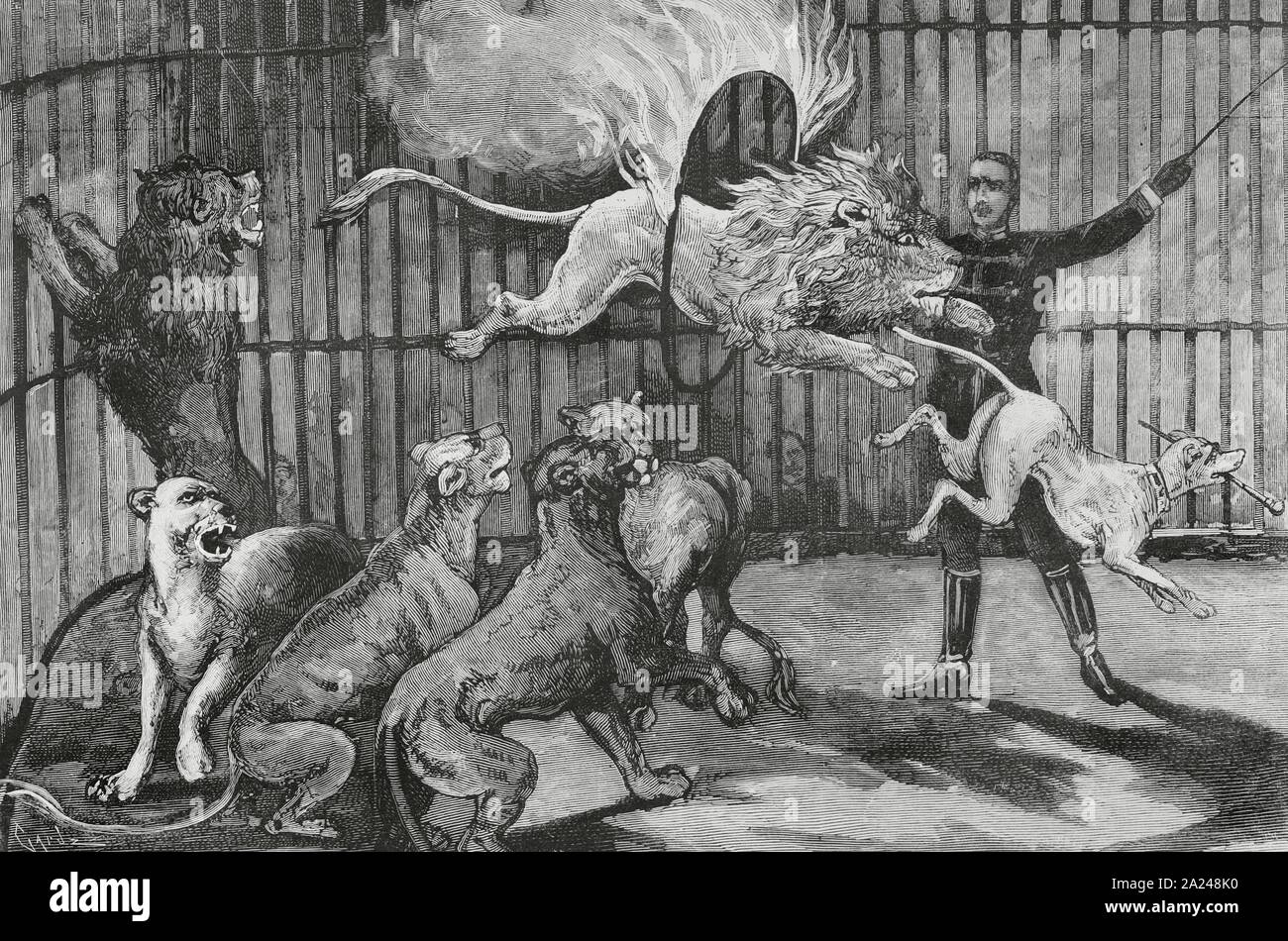 El domador de leones, Mr. Seeth, en el interior de una jaula con fieras y un perro, ejecutando sus arriesgados ejercicios. Grabado por Tomás Carlos Capuz (1834-1899). La Ilustración Española y Americana, 22 de junio de 1884. Stock Photo