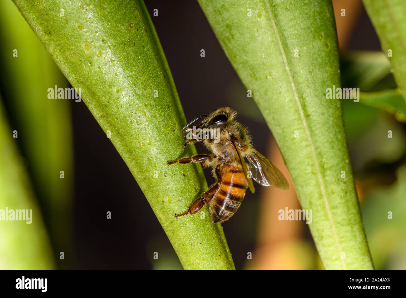 european Honey Bee (Apis mellifera) closeup macro detailed in natural environment Stock Photo