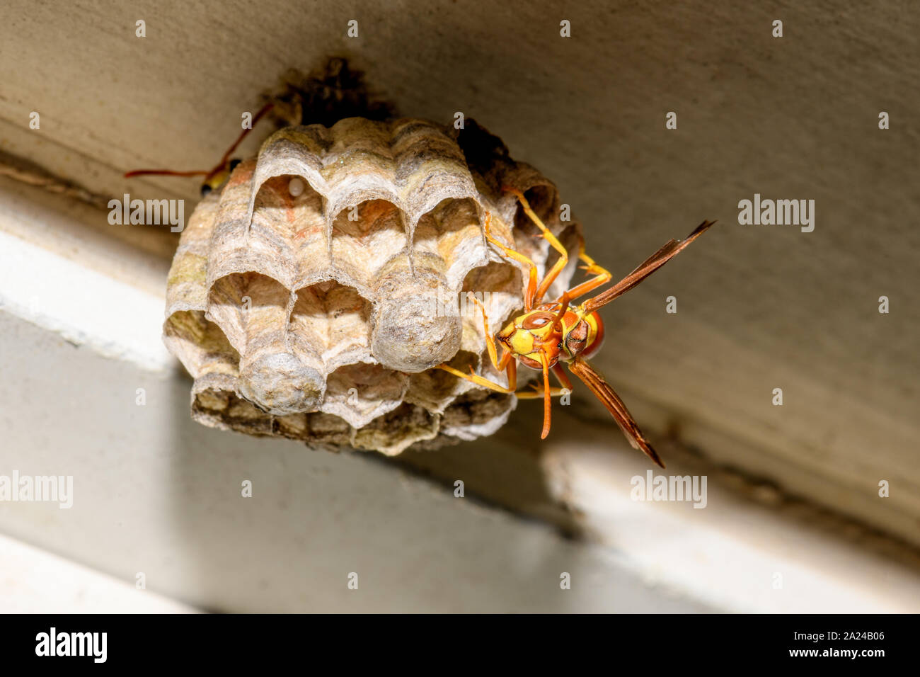 Paper Wasp - Polistes exclamans - guarding a nest with eggs and pupa Stock Photo