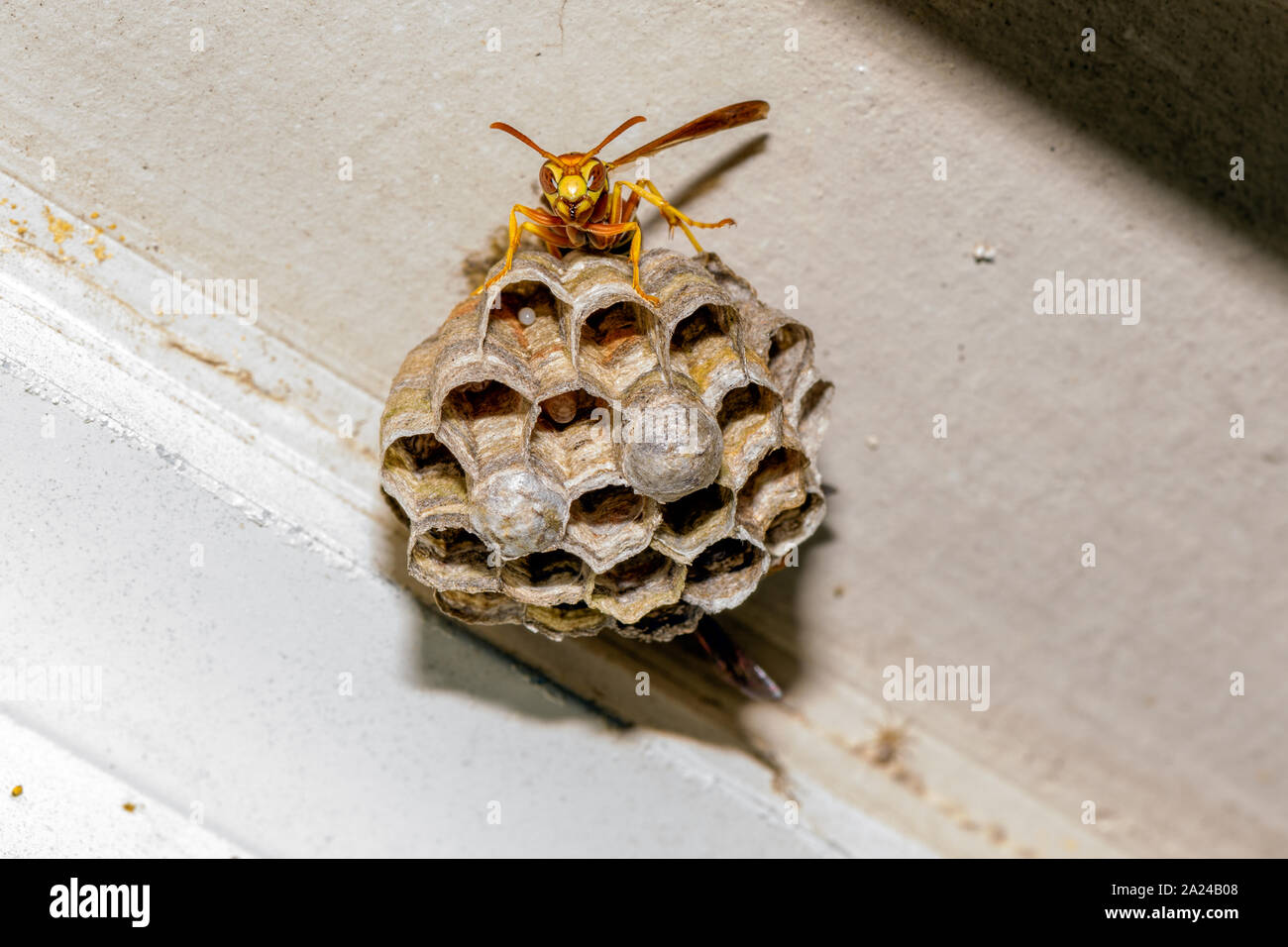 Paper Wasp - Polistes exclamans - guarding a nest with eggs and pupa Stock Photo