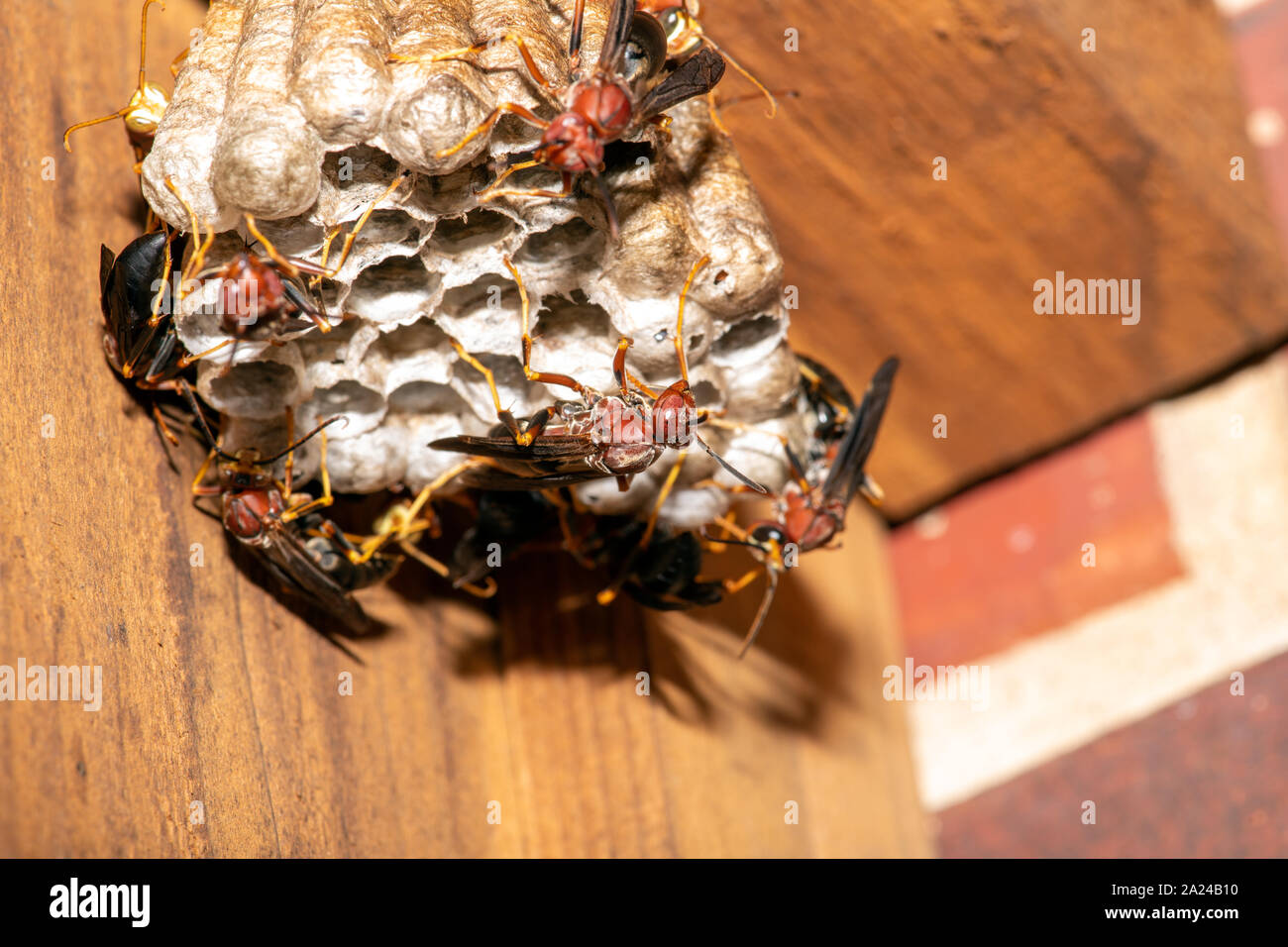 red paper wasps, Polistes carolina, on a large nest suspended from a fence Stock Photo