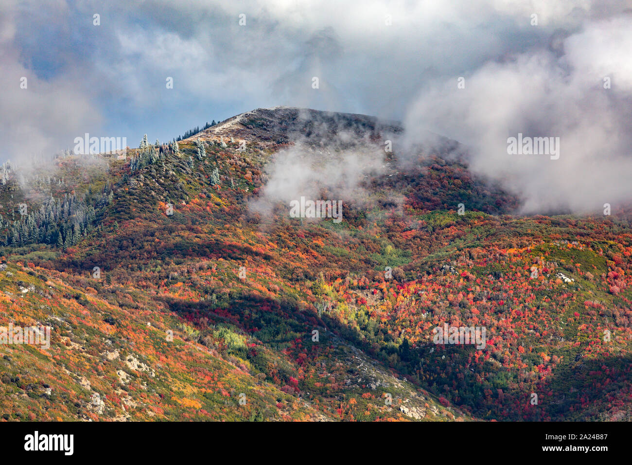 This is a view of the fall colors on the Wasatch Mountains east of Farmington, Utah, USA as the clouds start to break up after a storm.  This area is Stock Photo