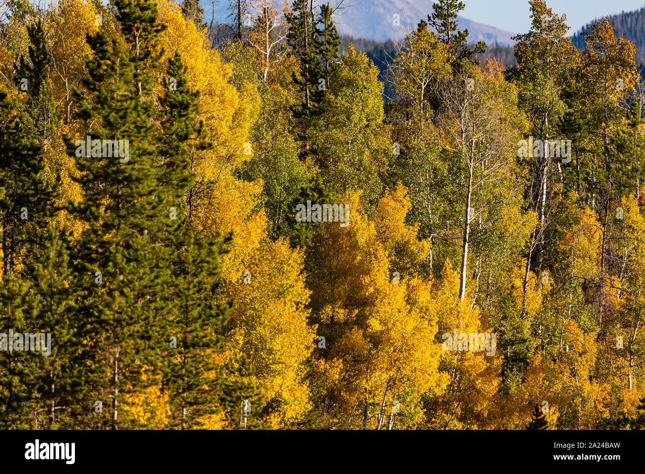 The yellow leaves of the fall season on the aspen trees along the road to the Christmas Meadows area of the north slope of the Uinta Mountains. Stock Photo