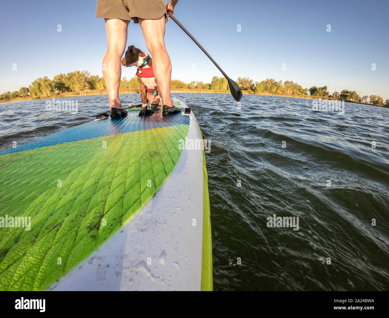 paddling inflatable stand up paddleboard with a pitbull dog on lake in
