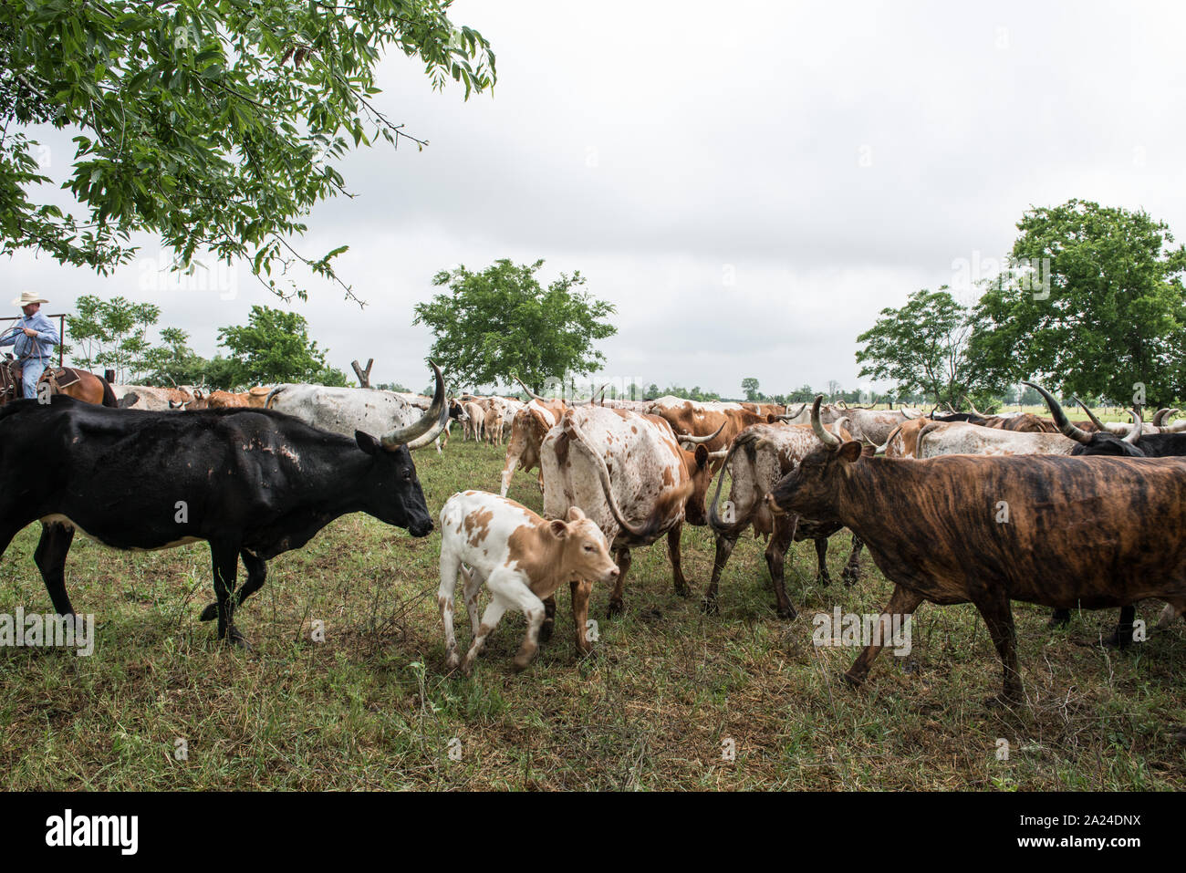 Texas cattle ranch 1800s hi-res stock photography and images - Alamy