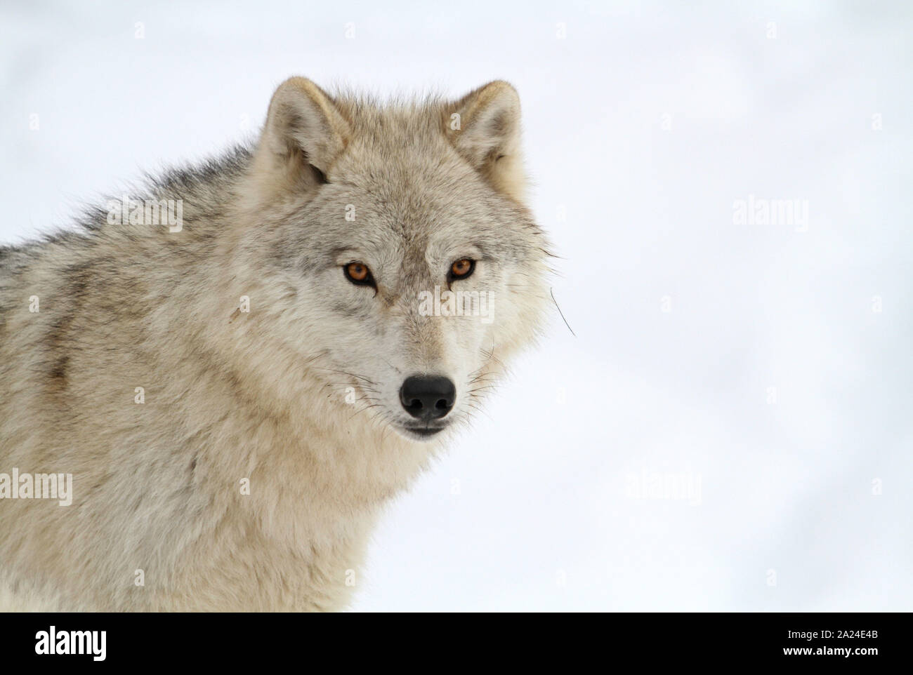 Timber wolves in the winter Stock Photo