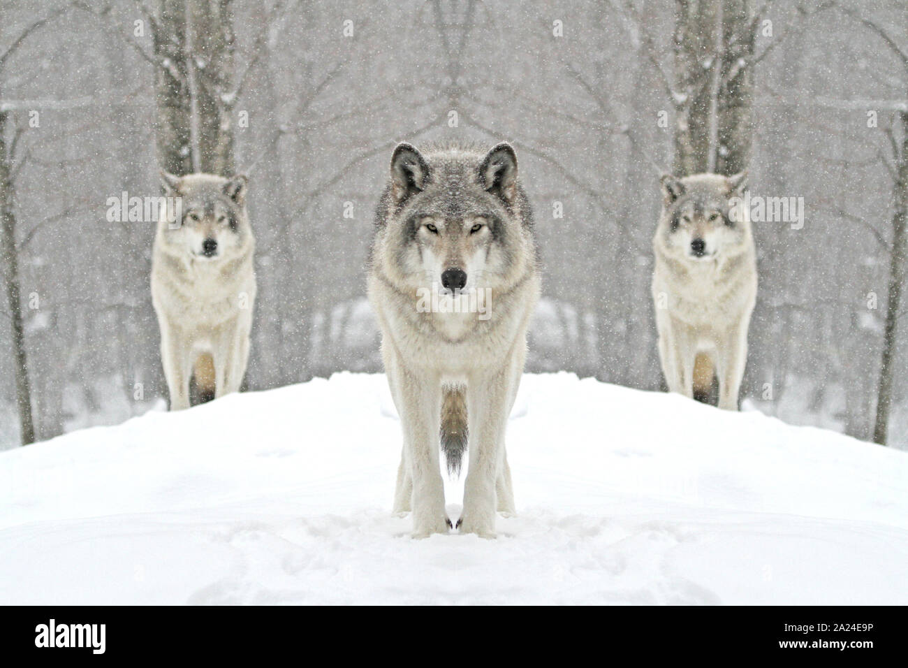 Timber wolves in the winter Stock Photo