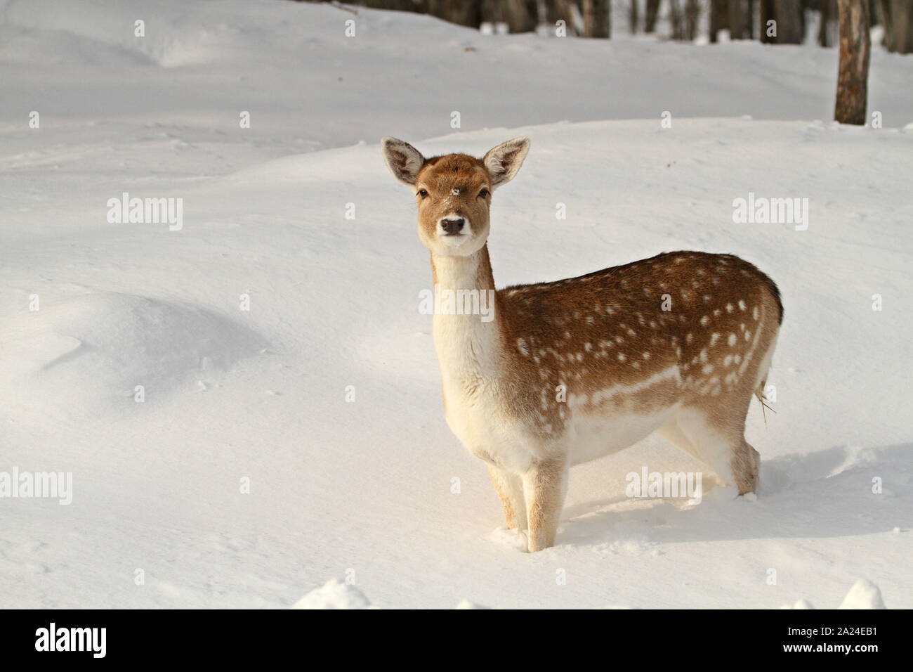 Deer in snow Stock Photo Alamy