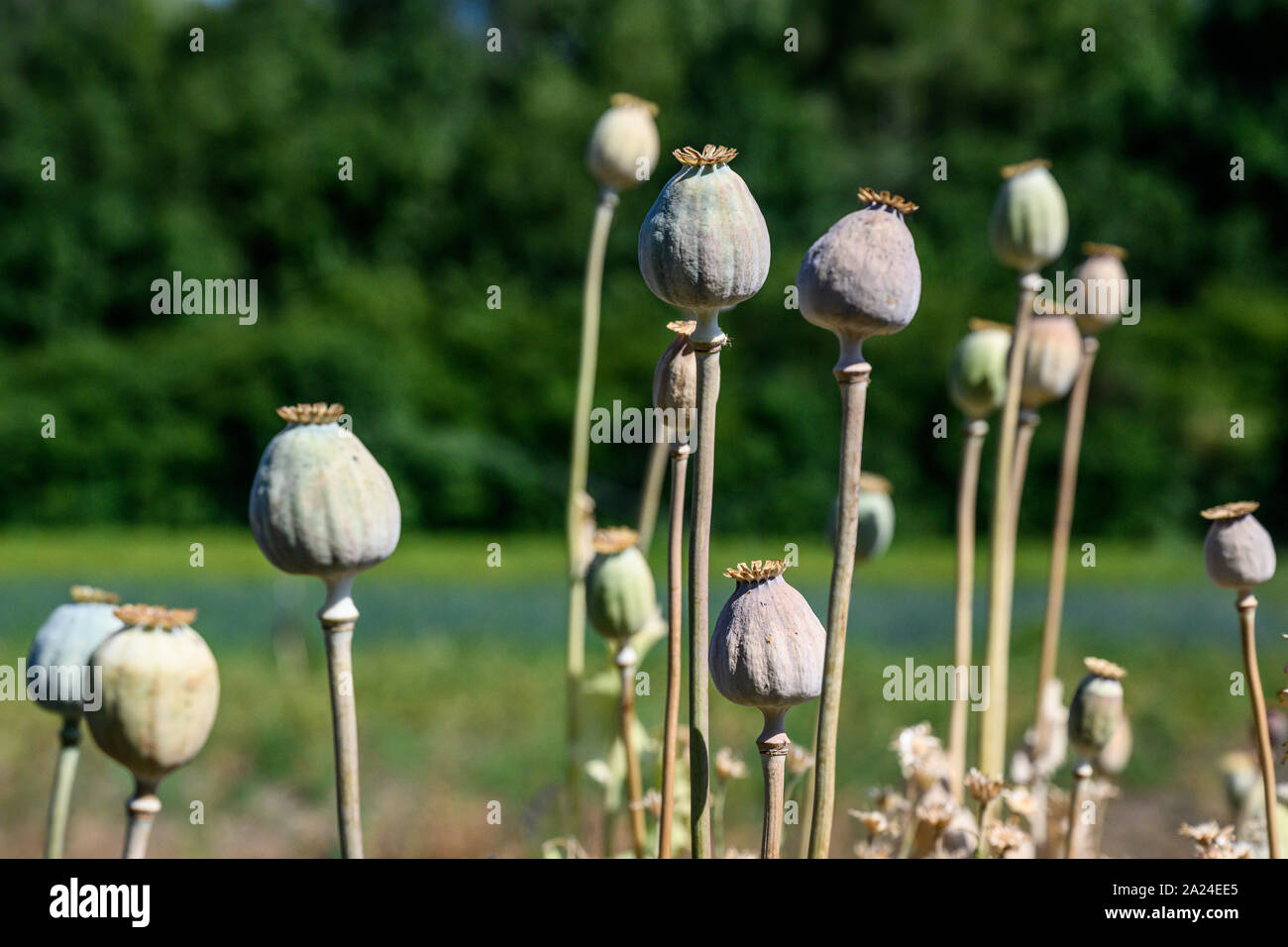 Opium poppy or Papaver somniferum or Breadseed flower buds in local