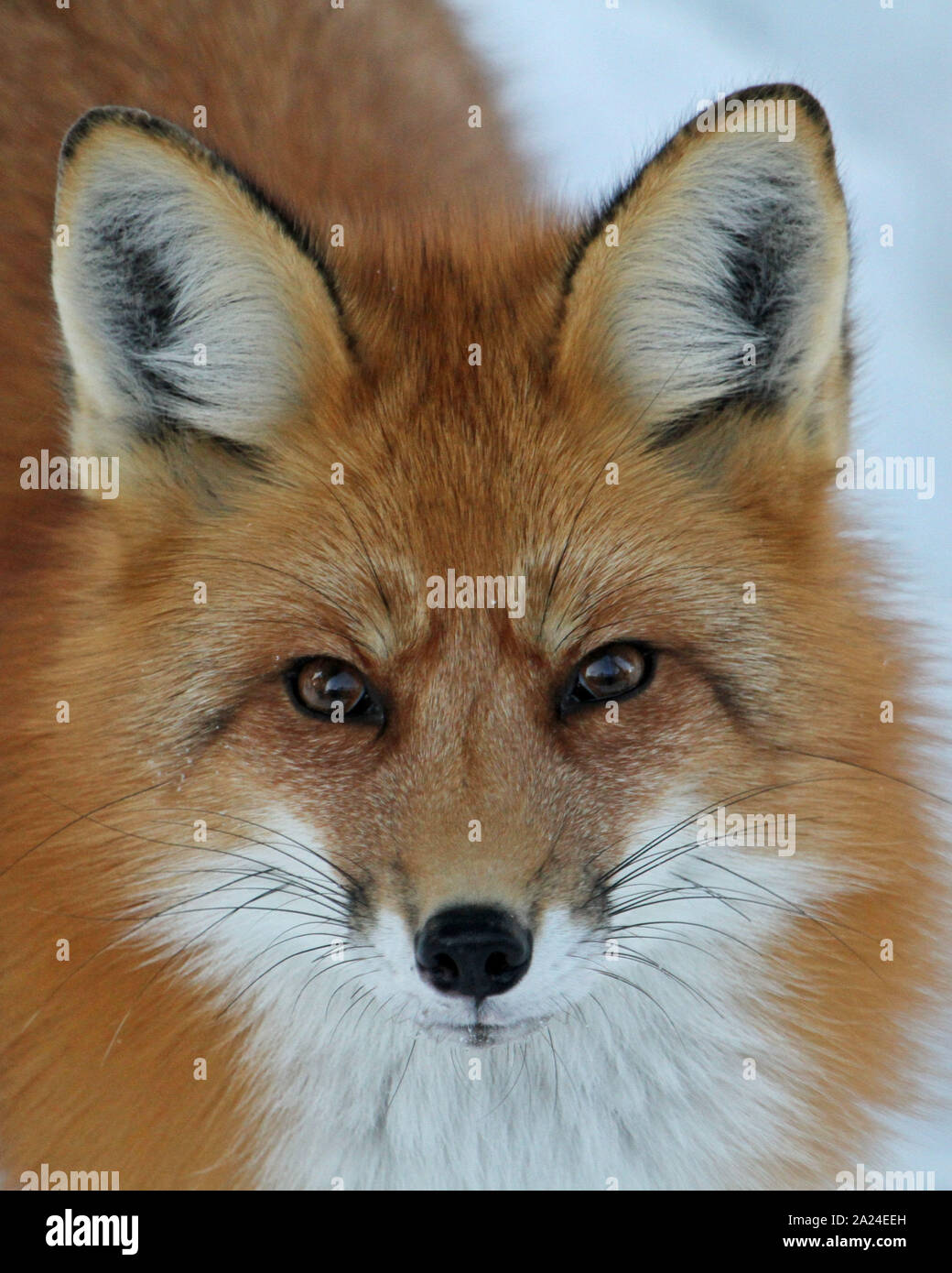 Red fox in snow Stock Photo