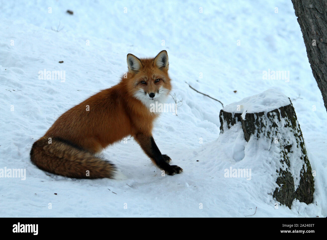 Red fox in snow Stock Photo