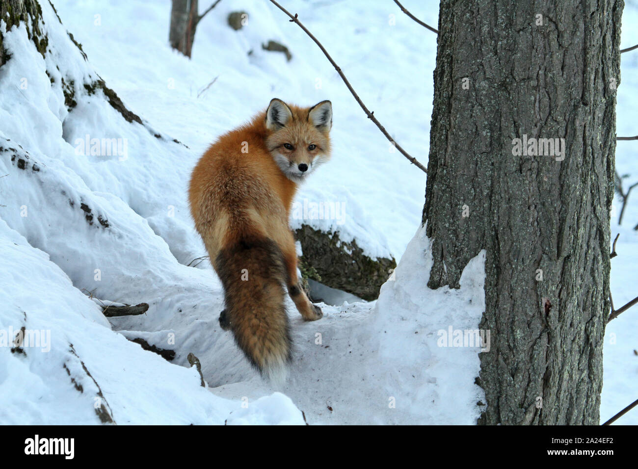 Red fox in snow Stock Photo