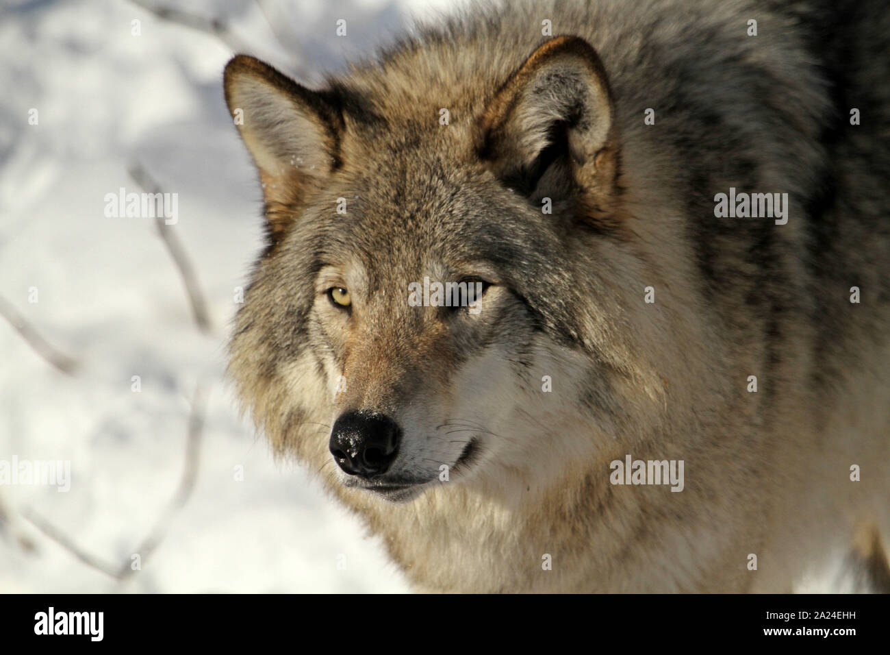 Timber wolves in the winter Stock Photo