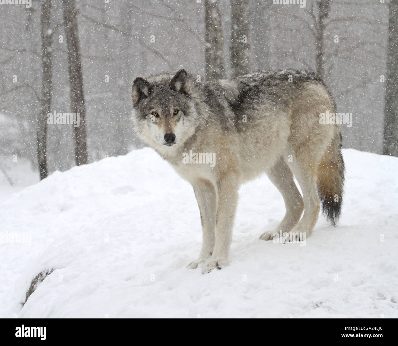 Timber wolves in the winter Stock Photo