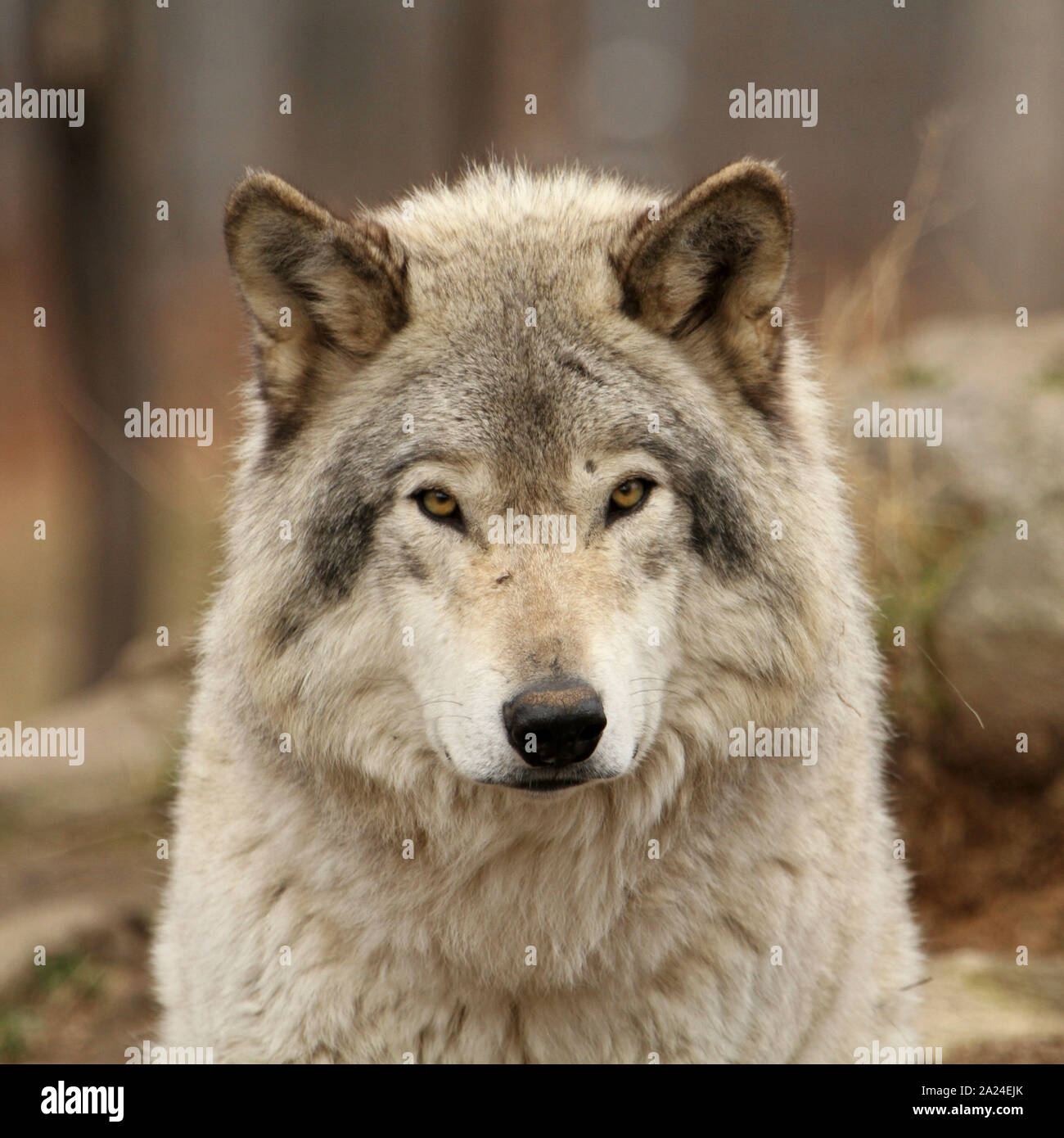 Timber wolves Stock Photo