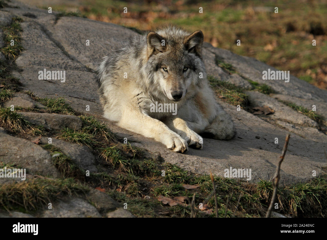 Wolf timber wolf animal wise animal hi-res stock photography and images ...