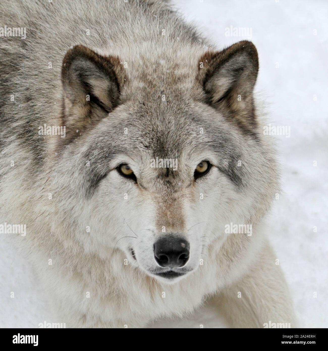 Timber wolves in the winter Stock Photo