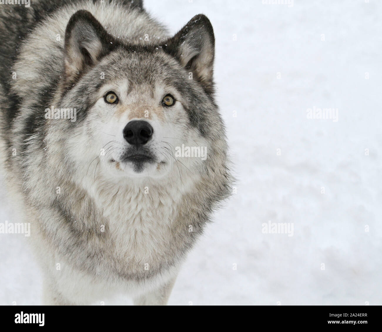 Timber wolves in the winter Stock Photo Alamy