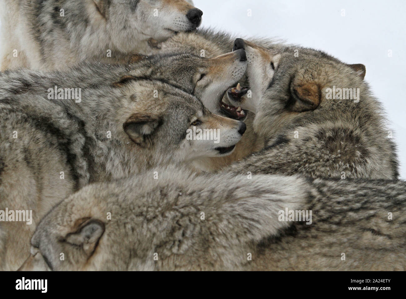 Timber wolves in the winter Stock Photo