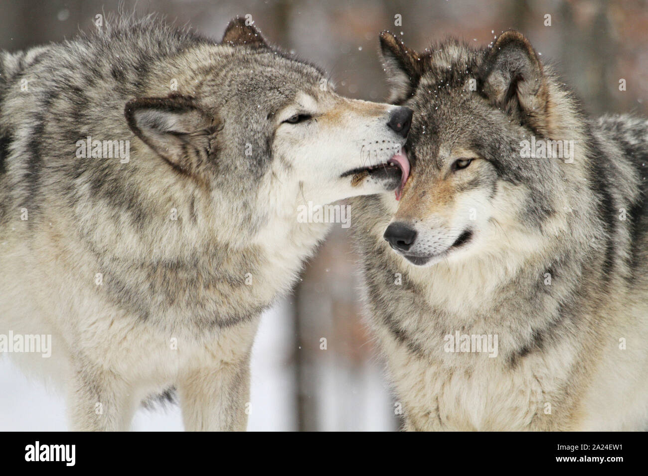 Timber wolves in the winter Stock Photo