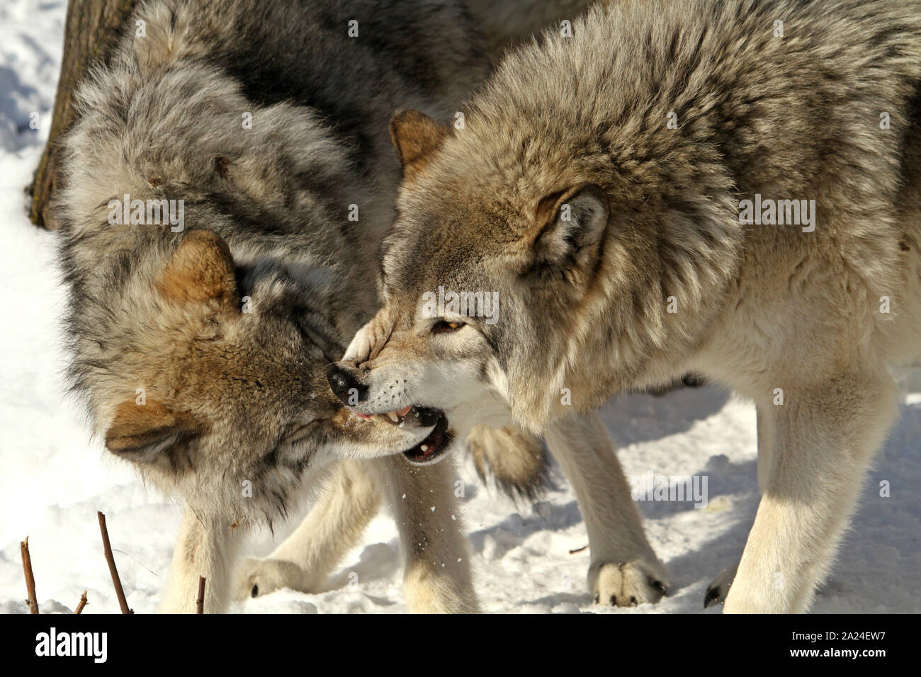 Timber wolves in the winter Stock Photo